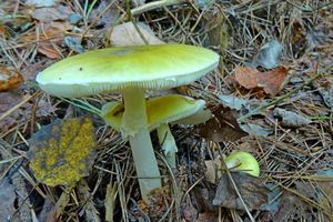 Amanita_phalloides_KSM_20161007.JPG