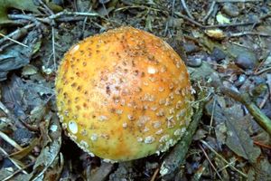 Amanita_rubescens_KSM_20159605.JPG