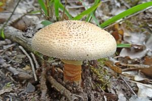 Amanita_rubescens_KSM_20160516.JPG