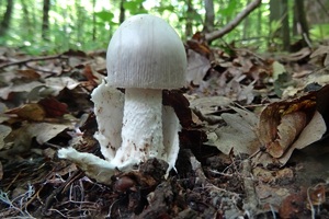 Amanita_vaginata_KSM_20160612.JPG