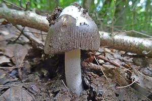 Amanita_vaginata_KSM_20160724.JPG