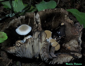 Asterophora_lycoperdoides_20160731.JPG