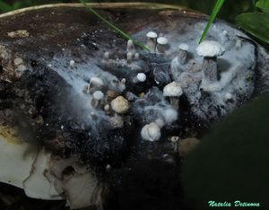 Asterophora_lycoperdoides_20160814.JPG