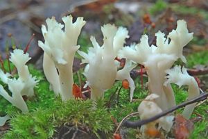 Clavulina_coralloides_KSM_20160524.JPG