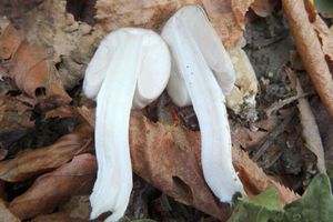 Coprinopsis_atramentaria_KSM_20141003_01.JPG