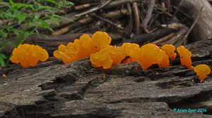 Dacrymyces_chrysospermus_KYI_20160816_03.jpg