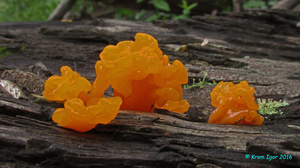 Dacrymyces_chrysospermus_KYI_20160816_05.jpg