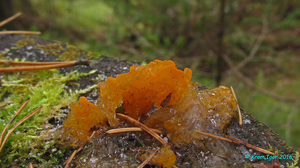 Dacrymyces_chrysospermus_KYI_20161004_06.jpg