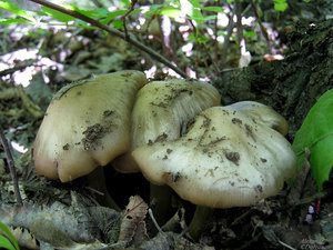 Entoloma_clypeatum_AMD_20150510-1.jpg