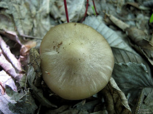 Entoloma_clypeatum_AMD_20150510-4.jpg