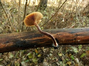 Galerina_marginata_OK_20161112-2.JPG