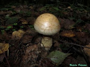 Hebeloma_radicosum_NND_20160920-1.JPG