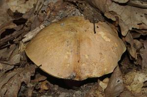 Hemileccinum_impolitum_PSA_20160517-01.jpg