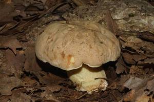 Hemileccinum_impolitum_PSA_20160521-06.jpg