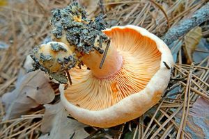 Lactarius_deliciosus_KSM_20151119.JPG