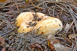 Lactarius_deliciosus_KSM_20161103_01.JPG