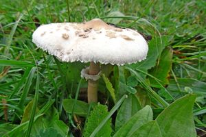 Macrolepiota_konradii_KMS_20161012.JPG