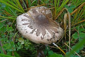 Macrolepiota_konradii_KMS_20161012_01.JPG