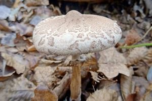 Macrolepiota_mastoidea_KSM_20151124.JPG