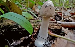 Macrolepiota_mastoidea_KSM_20161006_01.JPG