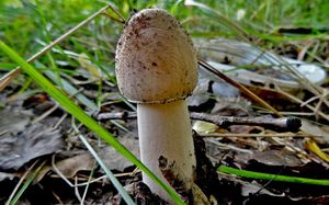 Macrolepiota_mastoidea_KSM_20161007.JPG