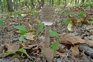 Macrolepiota_procera_KSM_20161004.JPG