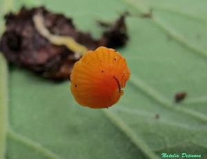 Mycena_acicula_NND_20140614-1.jpg