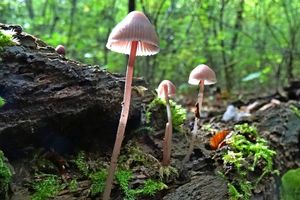 Mycena_haematopus_KSM_20161001.JPG