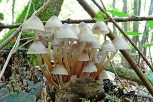 Mycena_inclinata_KSM_20161001_01.JPG