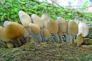 Mycena_inclinata_KSM_20161008_01.JPG