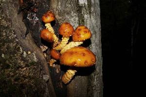 Pholiota_aurivella_PSA_20151002-01.jpg