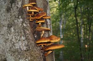 Pholiota_aurivella_PSA_20151010-03.jpg