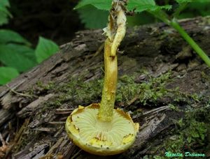 Pholiota_tuberculosa_NND_20150614-1.jpg