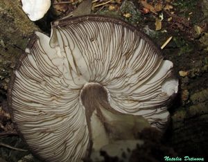 Pluteus_atromarginatus_NND_20140921.JPG