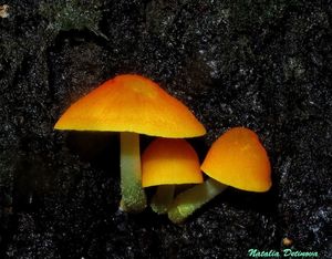 Pluteus_aurantiorugosus_NND_20160822-1.jpg