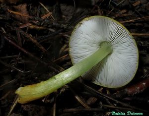 Pluteus_aurantiorugosus_NND_20160822-3.JPG