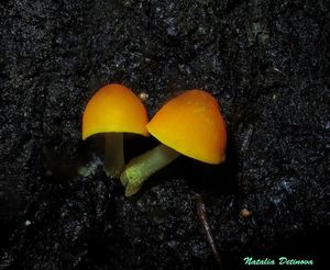 Pluteus_aurantiorugosus_NND_20160822-4.JPG