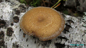 Polyporus_brumalis_KYI_20161006_04.jpg