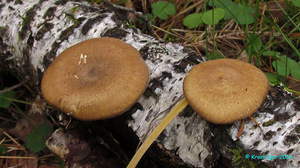 Polyporus_brumalis_KYI_20161006_05.jpg