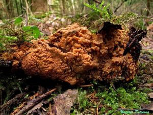 Rigidoporus_crocatus_NND_20160423-1.jpg