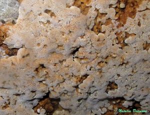 Rigidoporus_crocatus_NND_20160909-2.jpg