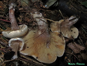 Ripartites_tricholoma_NND_20160909.jpg