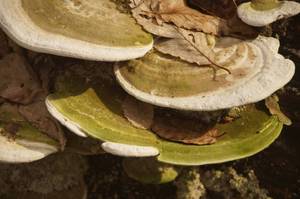 Trametes_gibbosa_PSA_20170214-05.jpg