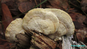 Trametes_pubescens_KYI_20161009_01.jpg