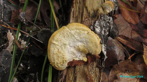 Trametes_pubescens_KYI_20161009_02.jpg