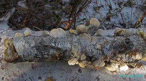 Trametes_pubescens_KYI_20161023_07.jpg