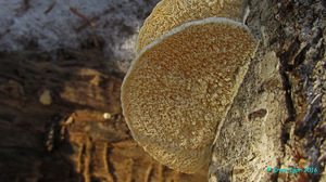 Trametes_pubescens_KYI_20161023_14.jpg