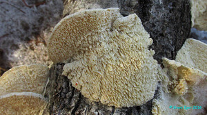 Trametes_pubescens_KYI_20161023_15.jpg