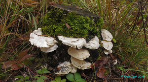 Tyromyces_chioneus_KYI_20161009_01.jpg