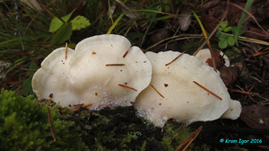 Tyromyces_chioneus_KYI_20161009_02.jpg